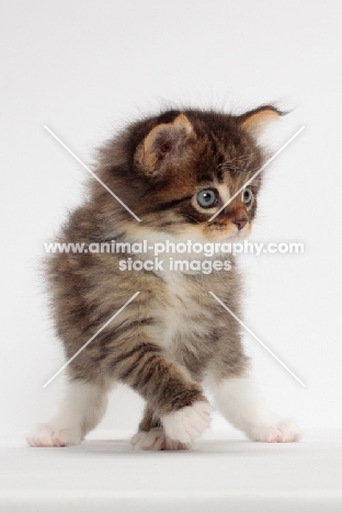 Brown Mackerel Tabby & White Maine Coon kitten, 1 month old