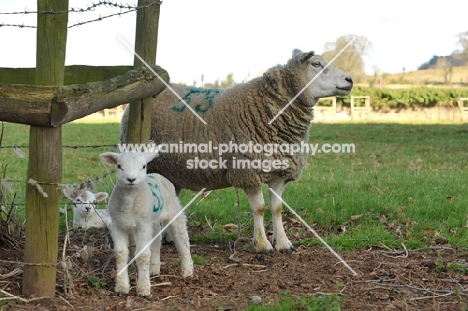 Texel ewe sheep with lamb