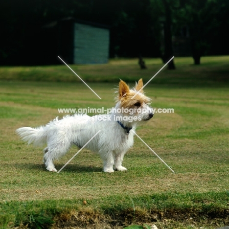 undocked  rough coated jack russell terrier