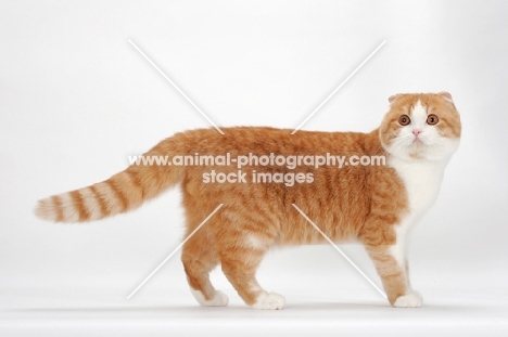 Scottish Fold cat standing, red mackerel tabby & white