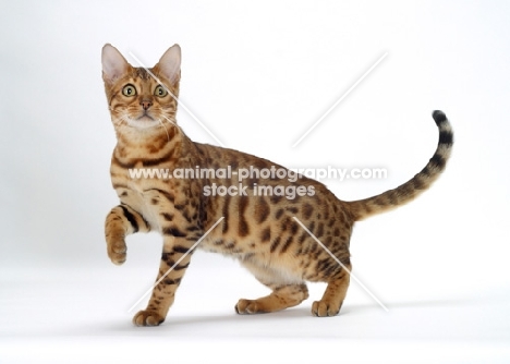 Brown Spotted Tabby Bengal one leg up