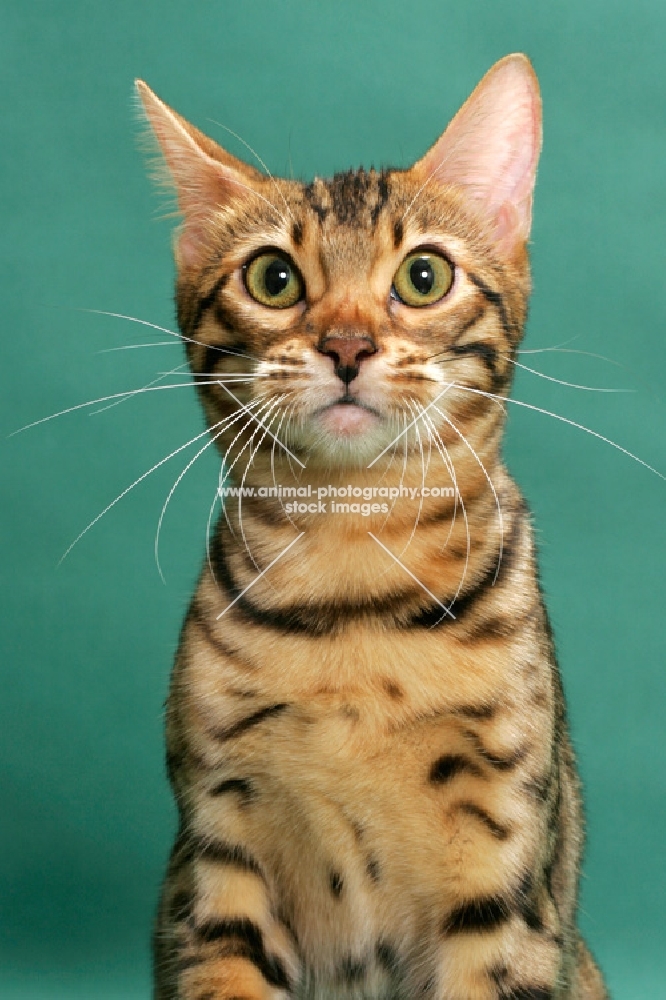 Brown Spotted Tabby Bengal on green background
