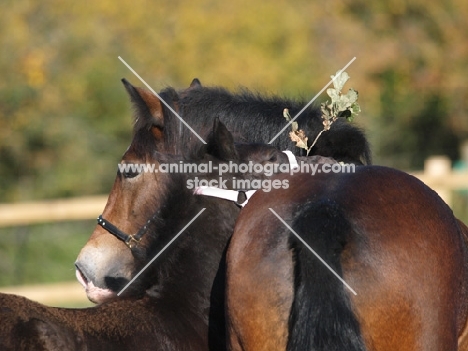 Welsh Cob (section d) and foal