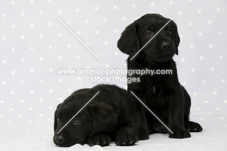 Sleepy Black Labrador Puppies on a blue and white spotted background