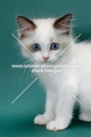 Seal Point Bi-Color Ragdoll kitten on green background