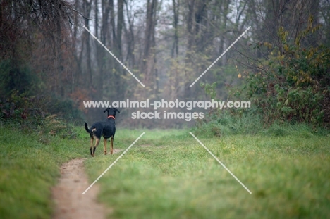 Dobermann cross standing on a path in a beautiful country scenery