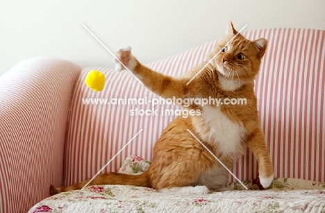 orange cat playing with yellow ball