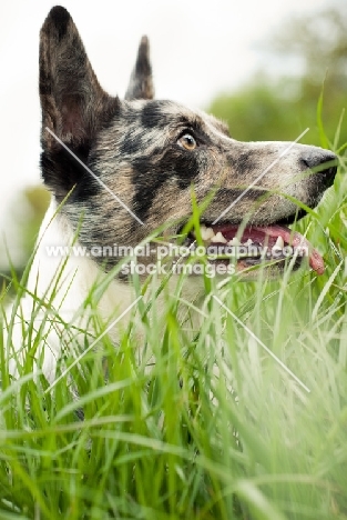 Cardigan Corgi in grass