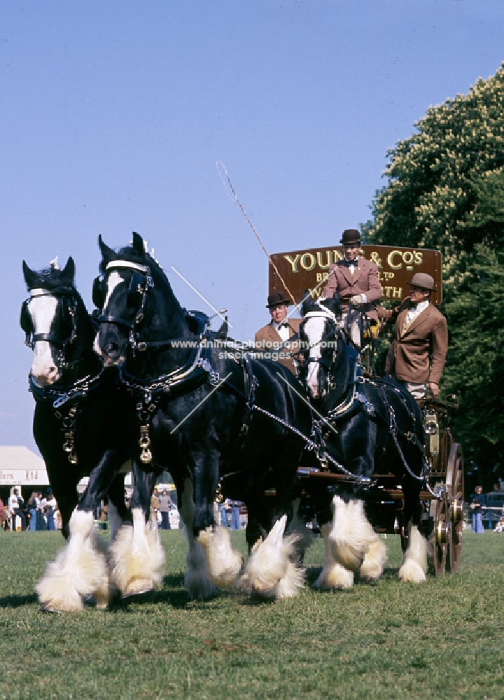 team of four shires in heavy horse trade turn out windsor, youngs brewery