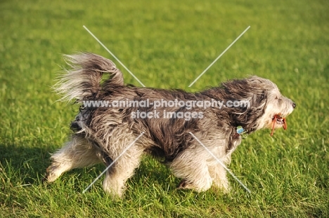 polish lowland sheepdog on grass