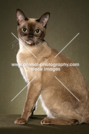 chocolate Burmese