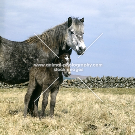 maggie, Eriskay Pony with her foal