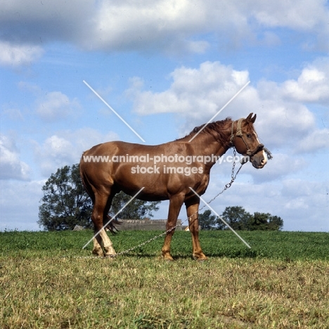 Frederiksborg tethered wearing old fashioned head collar