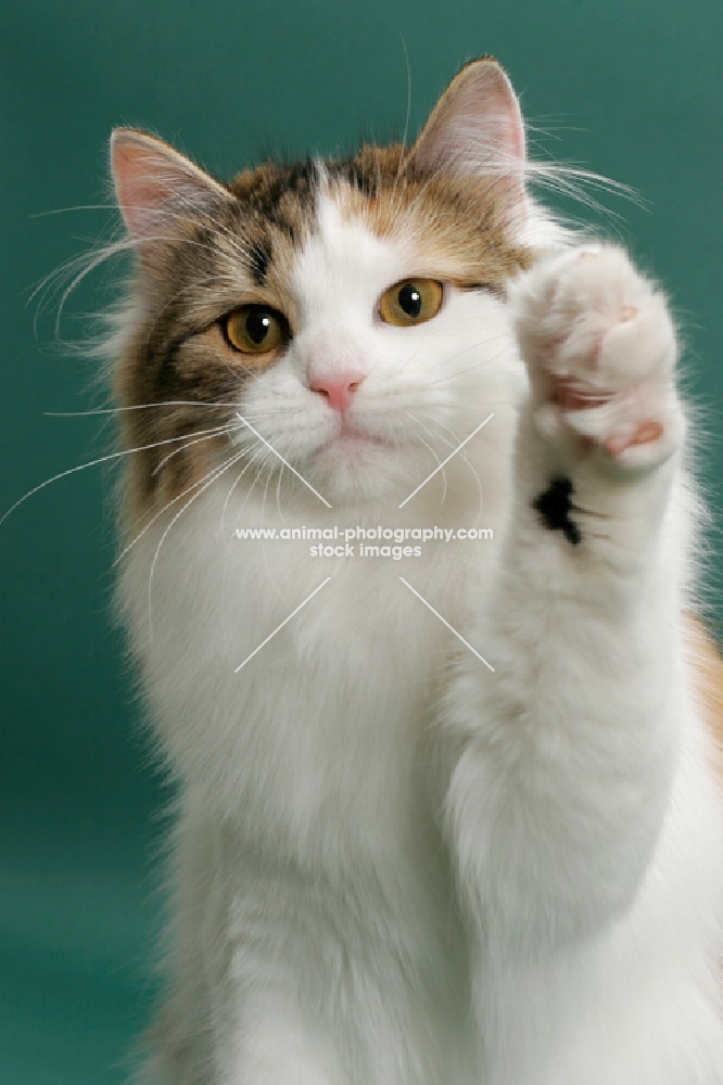 Siberian on green background, Brown Mackerel Torbie & White, one leg up