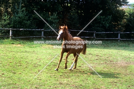 westphalian warmblood foal cantering