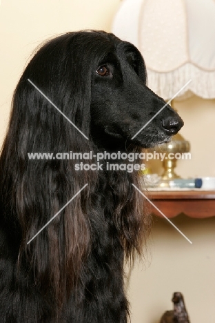 black Afghan Hound portrait