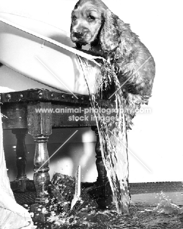 Cocker Spaniel puppy bathing