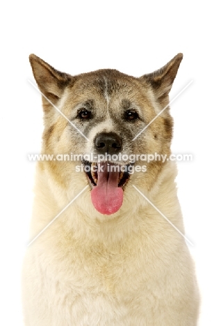 Large Akita dog sat isolated on a white background