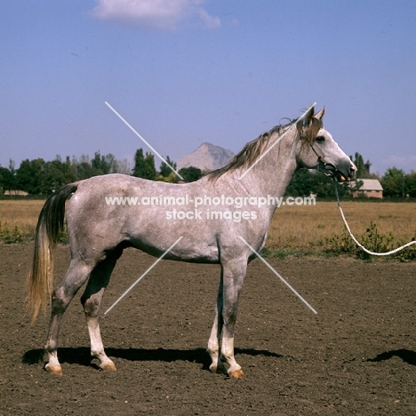 tersk stallion at hippodrome piatigorsk, zement