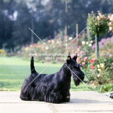 ch gosmore eilburn admaration, scottish terrier standing on paving