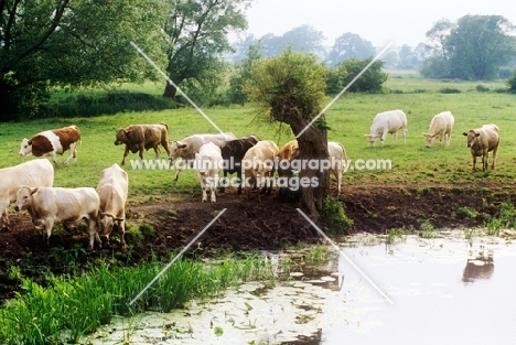 cattle at a riverside