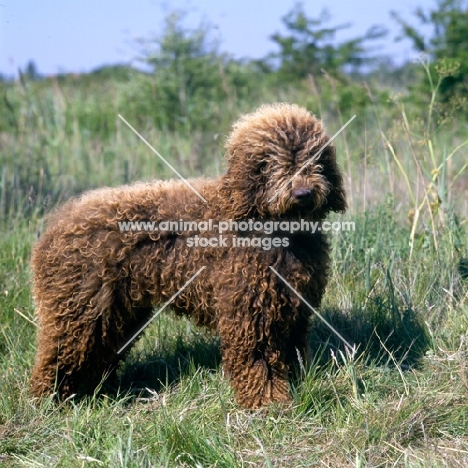 duel au soleil marccages du prince,  barbet