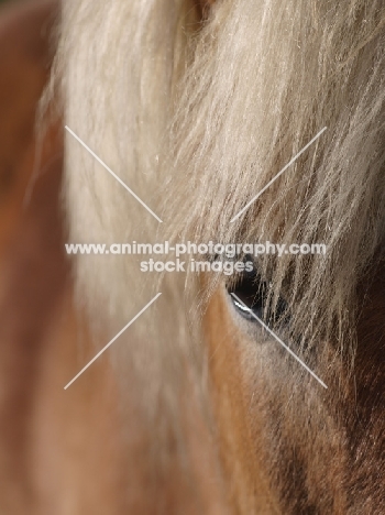 Haflinger close up