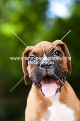 Boxer puppy panting