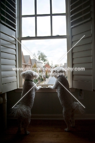 two bichon frises standing in window, looking out