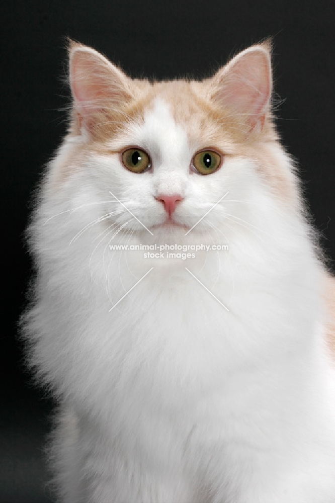 Cream and White Norwegian Forest cat, portrait