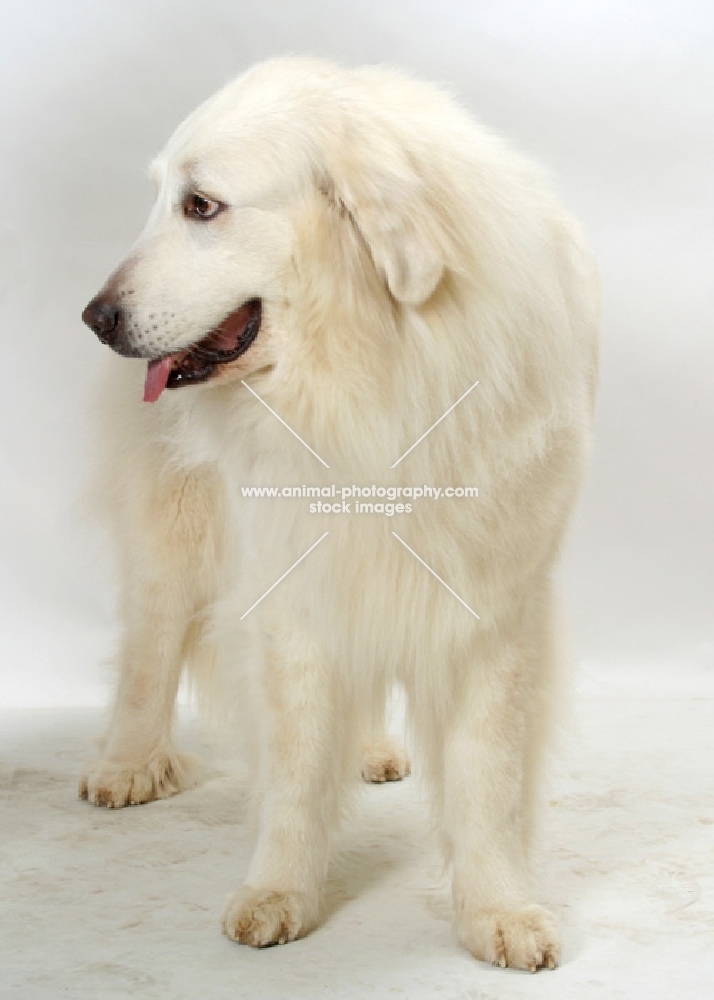 champion Pyrenean Mountain Dog on white background