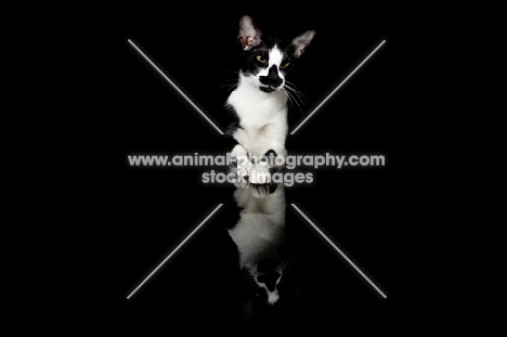 oriental shorthair cat leaning on table, black reflection