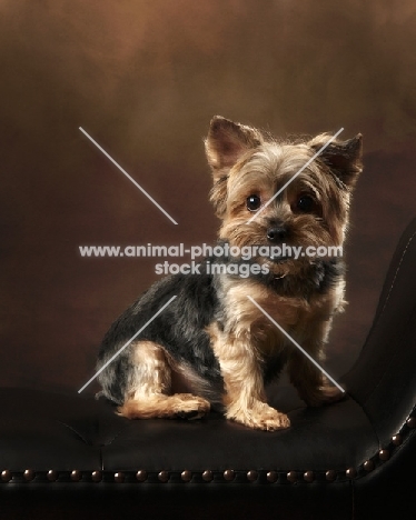 Yorkshire Terrier on chair
