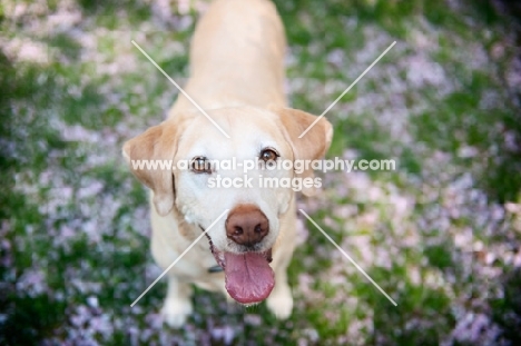 Labrador looking at camera