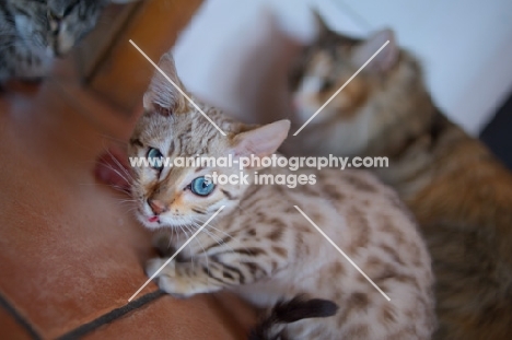 Young bengal cat looking aggressive while guarding food