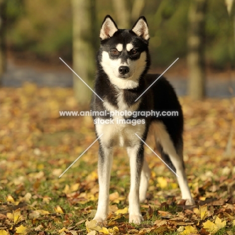 Siberian Husky in autumn