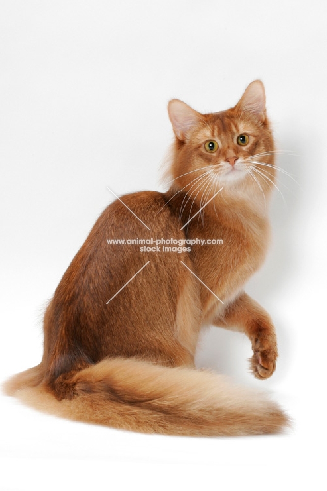 red Somali cat, one leg up