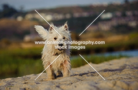 West Highland White Terrier on sand