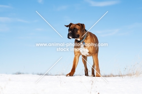 Boxer standing on hilltop