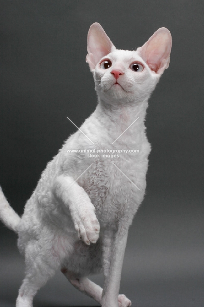 white Cornish Rex, looking up