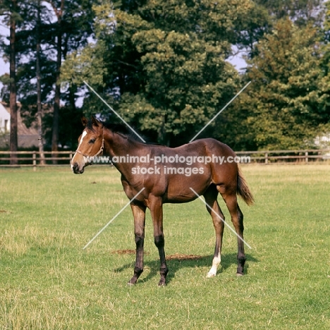 thoroughbred foal at stud farm in newmarket