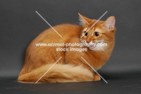 sorrel somali cat