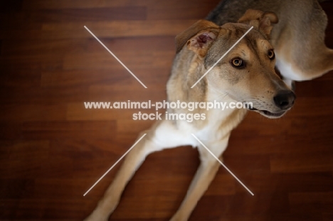 top view of dog looking worried at his owner while resting on a hardwood floor