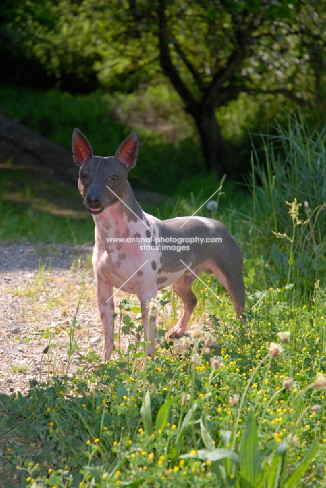 American Hairless Terrier standing in greenery