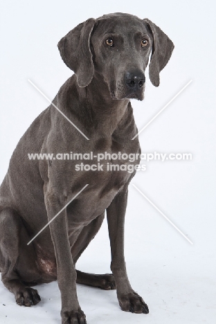 Weimaraner siting down