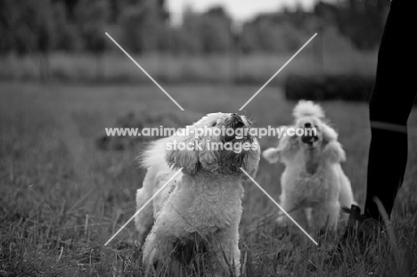 white miniature poodle and white lhasa apso looking up towards owner