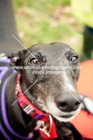 Greyhound close up