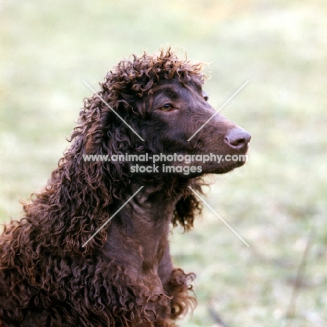 champion irish water spaniel portrait