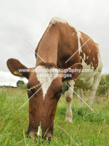 Ayrshire cow grazing