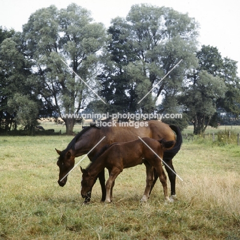 Hanoverian mare Wilka and foal (by Grafti) grazing with beautiful trees behind